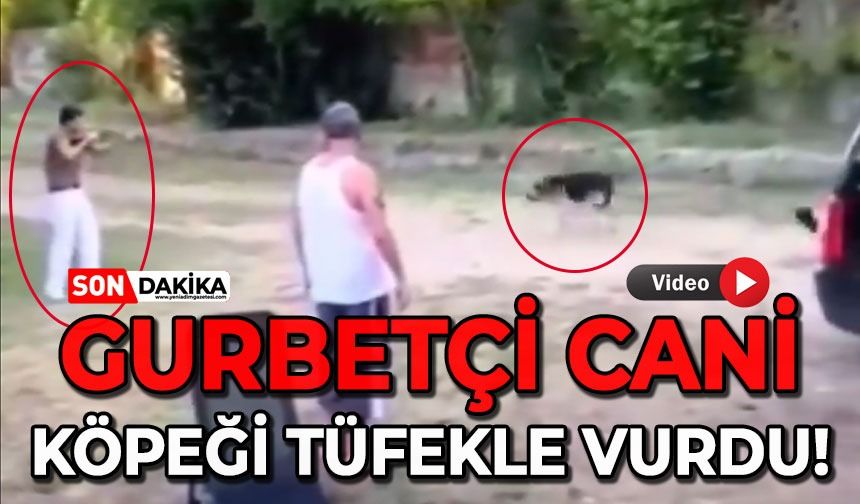 Gurbetçi cani kedisine saldıran köpeği tüfekle vurdu!