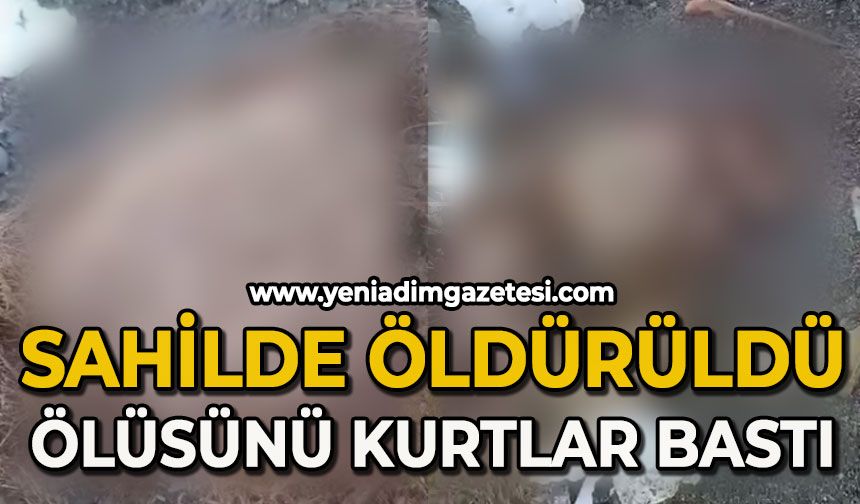 Sahilde öldürüldü, ölüsünü kurt bastı!