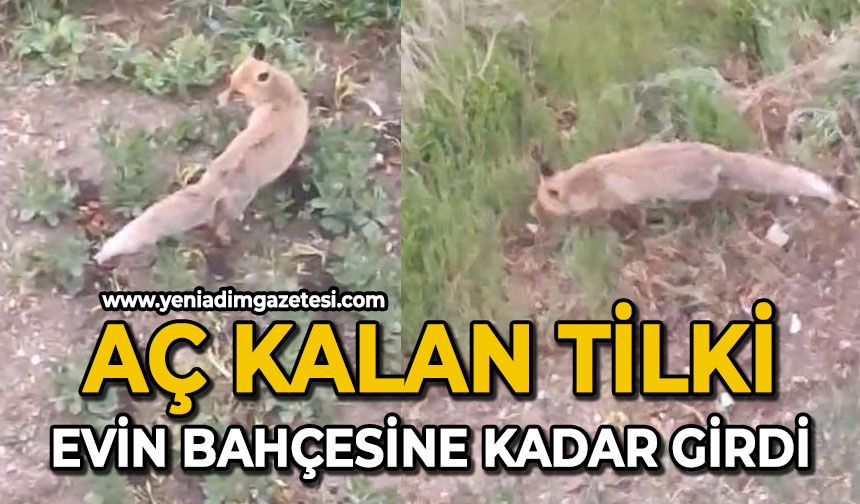 Aç kalan tilki evin bahçesine kadar girdi