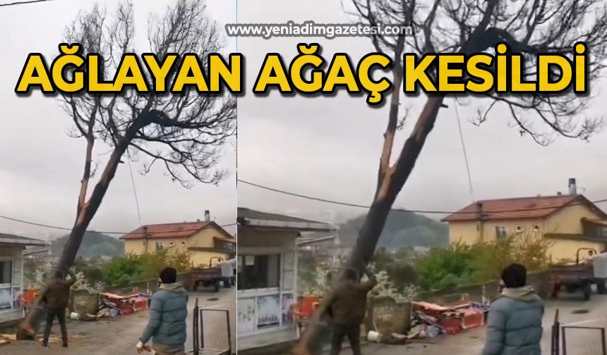 Çeşmi cihan Amasra’nın ağlayan ağacı kesildi