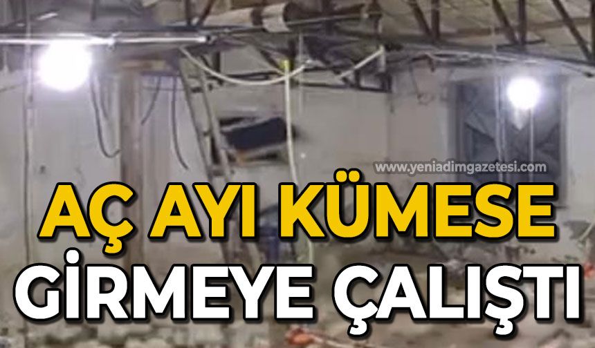 Bolu’da kümese girmeye çalışan ayı kamerada