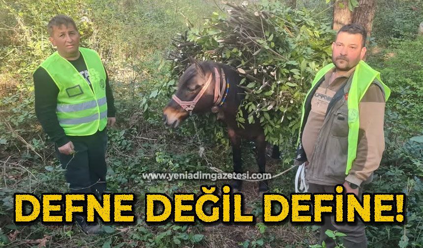Defne değil define