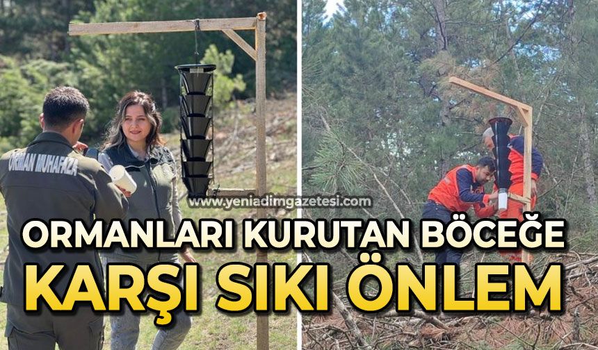 Ormanları kurutan böceğe karşı sıkı önlem
