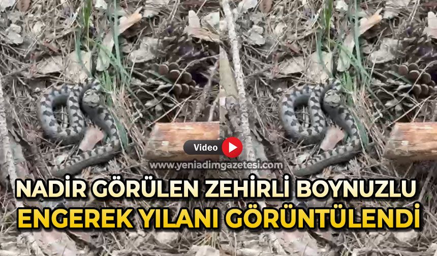 Nadir görülen zehirli boynuzlu engerek yılanı görüntülendi