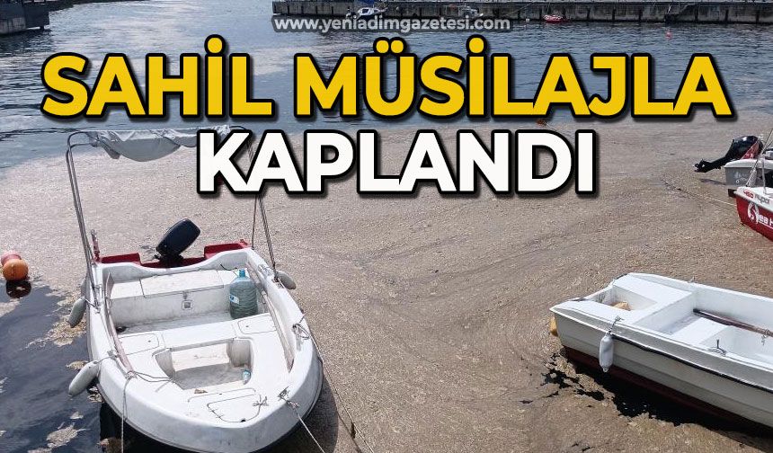 Sahil müsilajla kaplandı