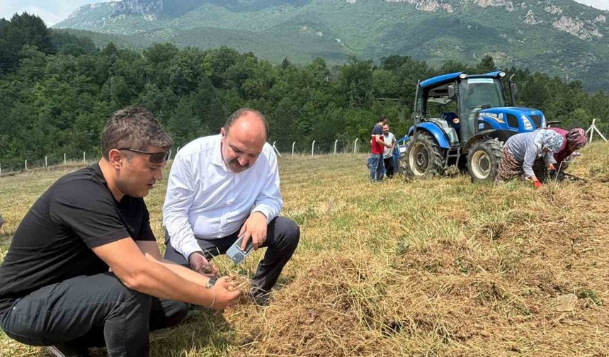 Safran soğanı hasadı başladı
