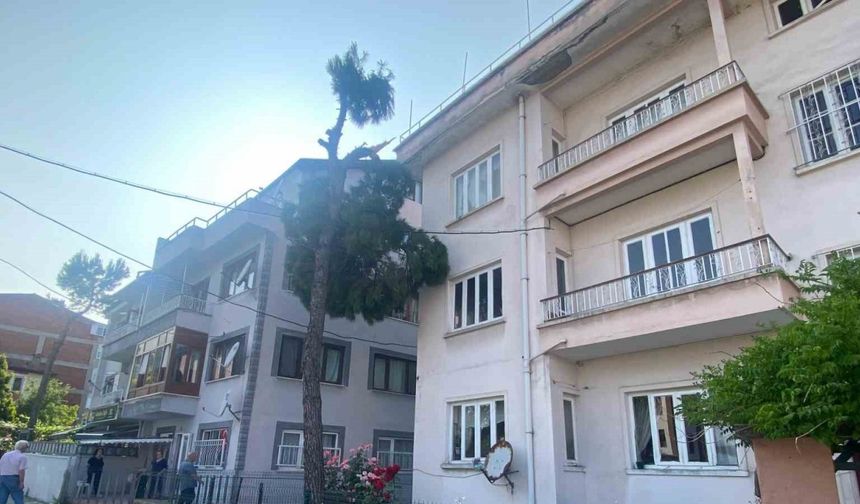 Yıkılma tehlikesi olan ağaç itfaiye ekipleri tarafından kesilecek