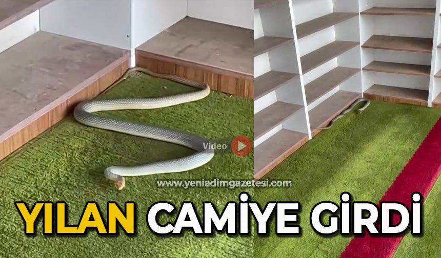 Yılan camiye girdi