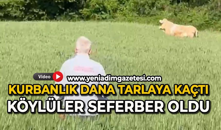 Kurbanlık dana tarlaya kaçtı, köylüler seferber oldu