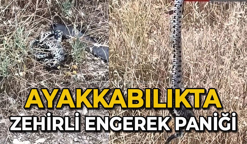 Ayakkabılıkta zehirli engerek paniği