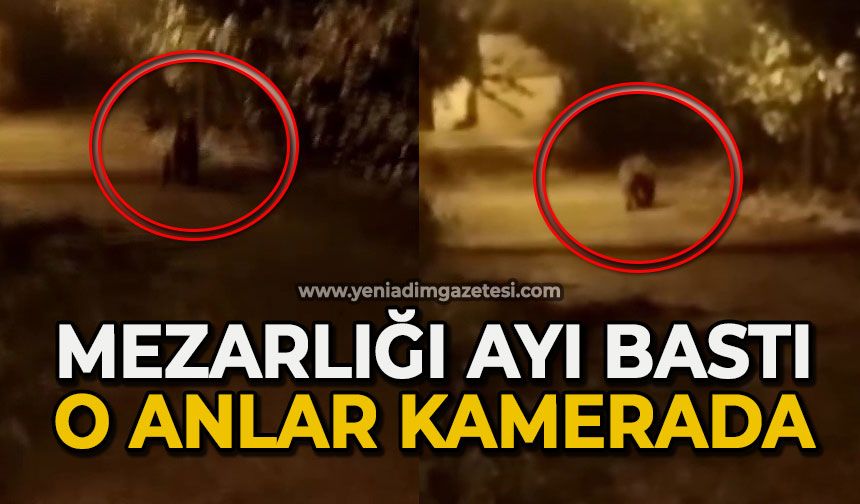 Mezarlığı ayı bastı