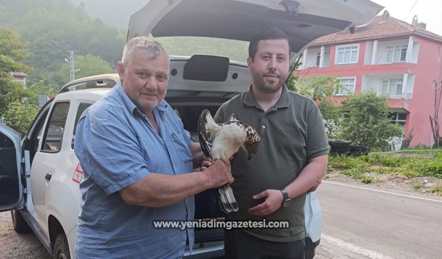 Yaralı halde bulunan şahin, tedavi altına alındı