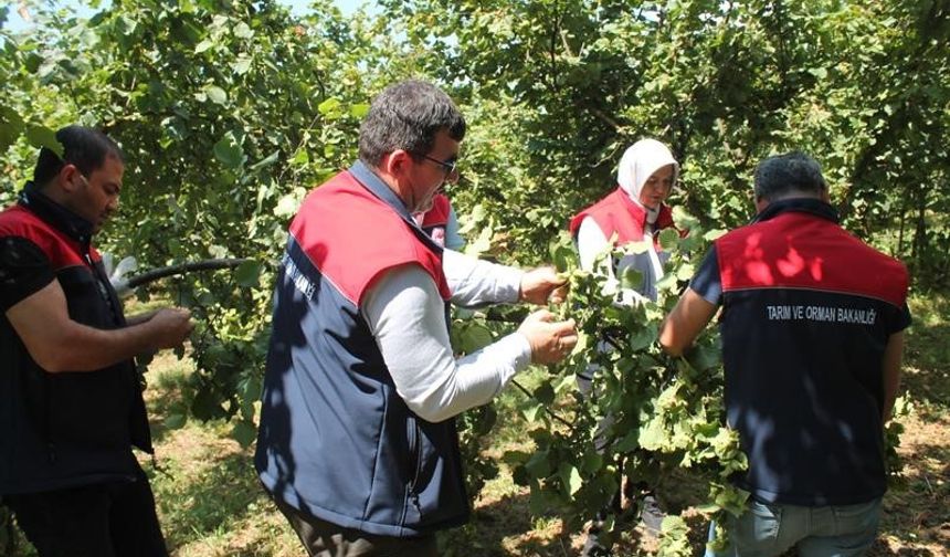 Fındık rekolte tespiti sürüyor