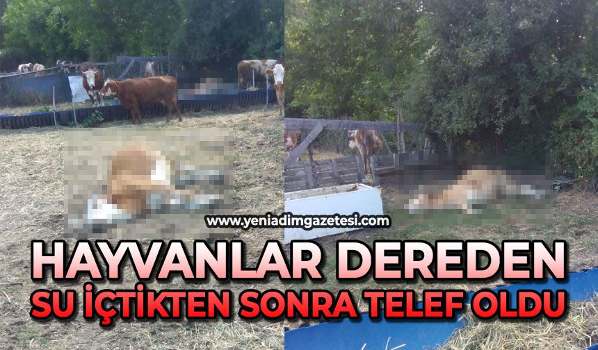 Hayvanlar dereden su içtikten sonra telef oldu