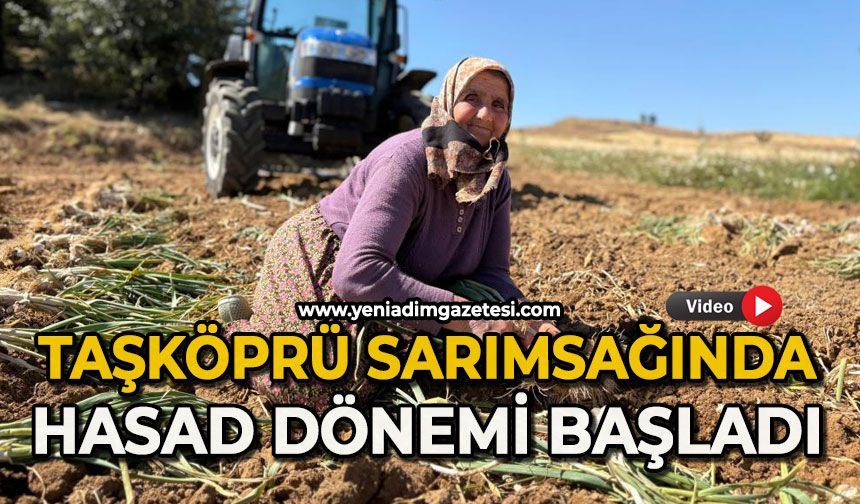 Taşköprü sarımsağında hasat dönemi başladı