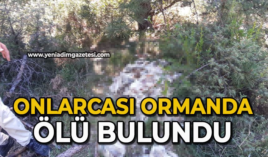 Onlarcası ormanda ölü bulundu