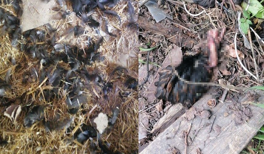 Başıboş köpekler, girdikleri kümeste 22 tavuğu telef etti