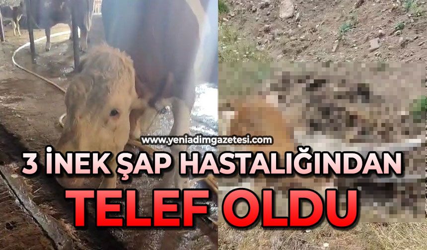 3 inek şap hastalığından telef oldu