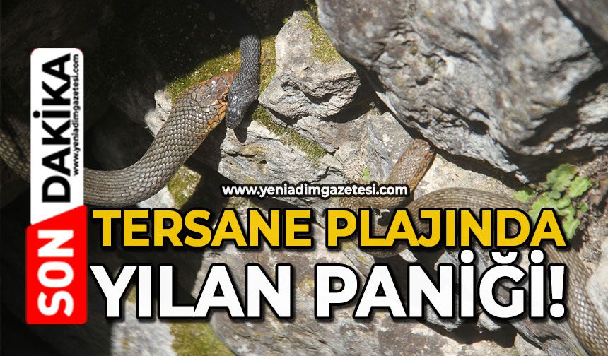 Tersane Plajında yılan paniği!