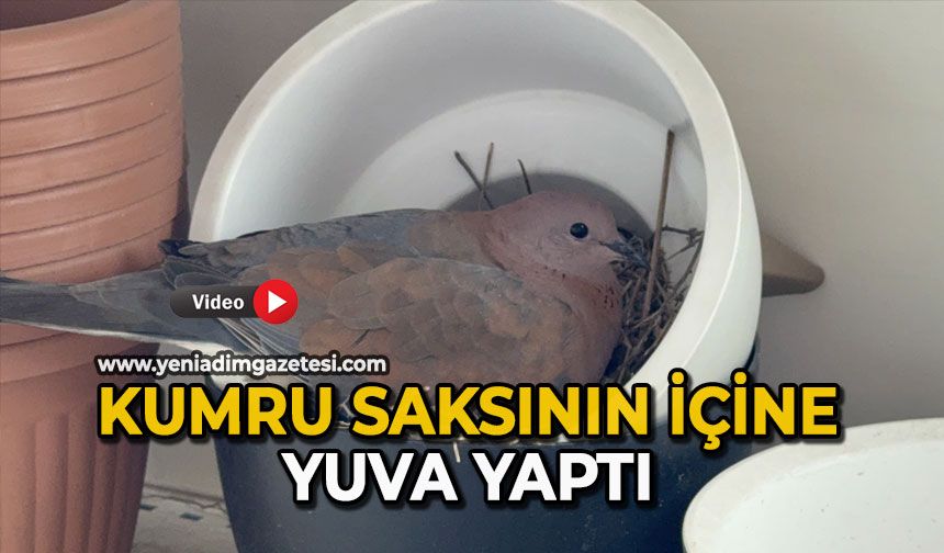 Kumru, saksının içine yuva yaptı