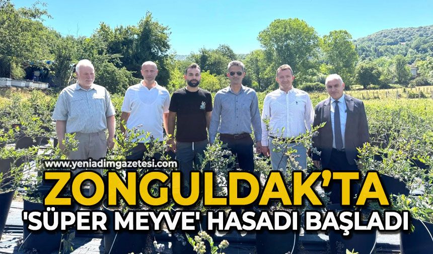 Zonguldak’ta 'Süper Meyve' hasadı başladı
