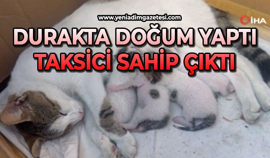 Durakta doğum yapan kedi ve yavrularına taksiciler sahip çıktı