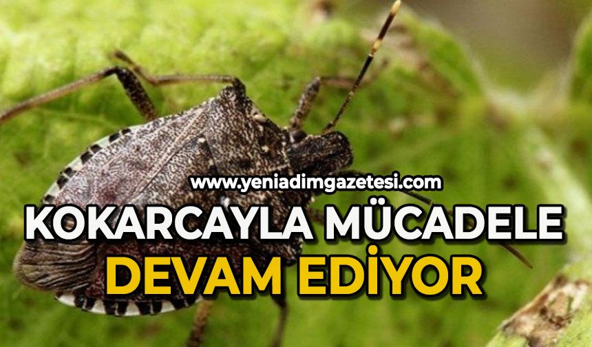Kokarcayla mücadele devam ediyor