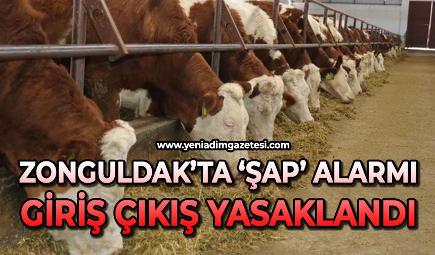 Zonguldak'ta şap alarmı: Giriş-çıkışlar yasaklandı