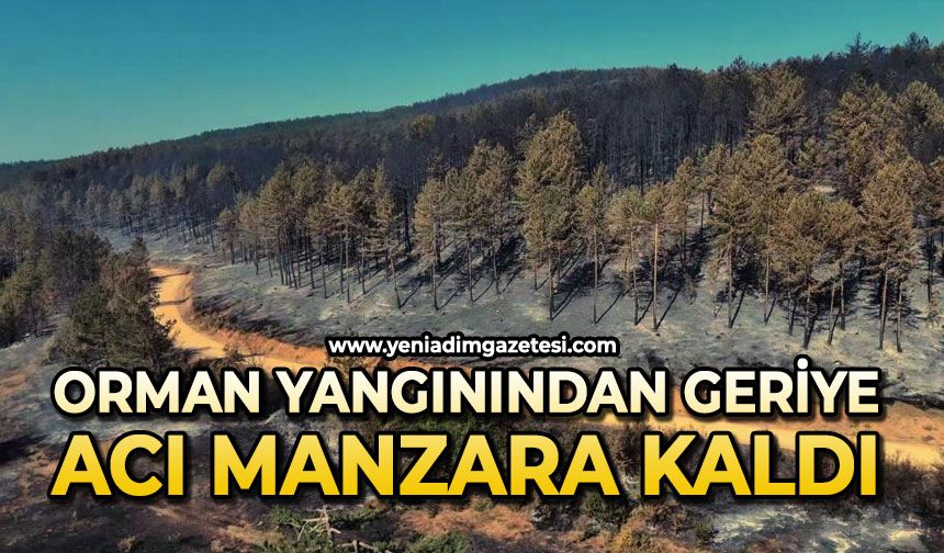 Orman yangınında geriye acı manzara kaldı