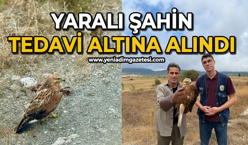 Yaralı şahin tedavi altına alındı