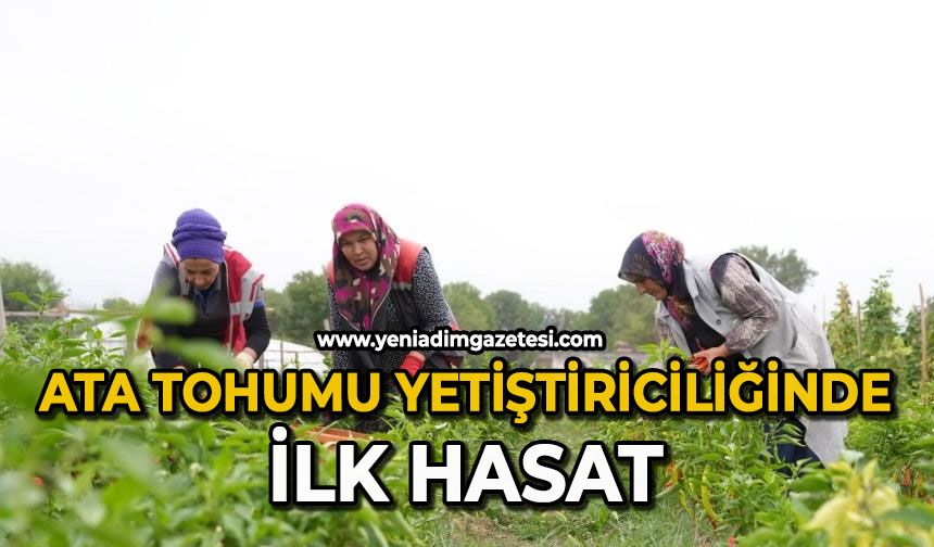 Ata tohumu yetiştiriciliğinde ilk hasat