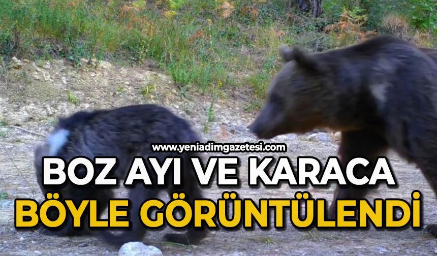 Boz ayı ve karaca böyle görüntülendi