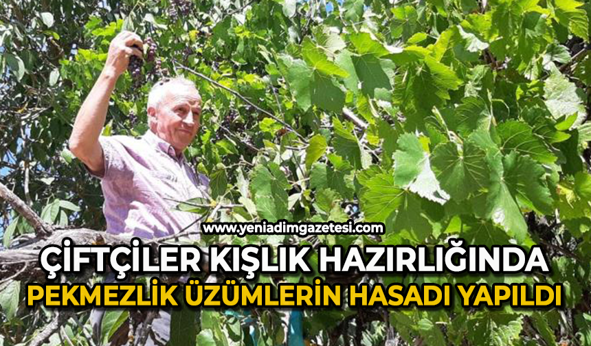 Pekmezlik üzümlerin hasadı yapıldı