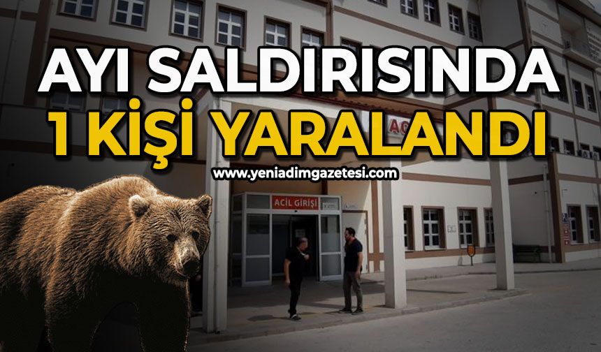 Ayı saldırısında 1 kişi yaralandı: Saldırı sonrası av kararı
