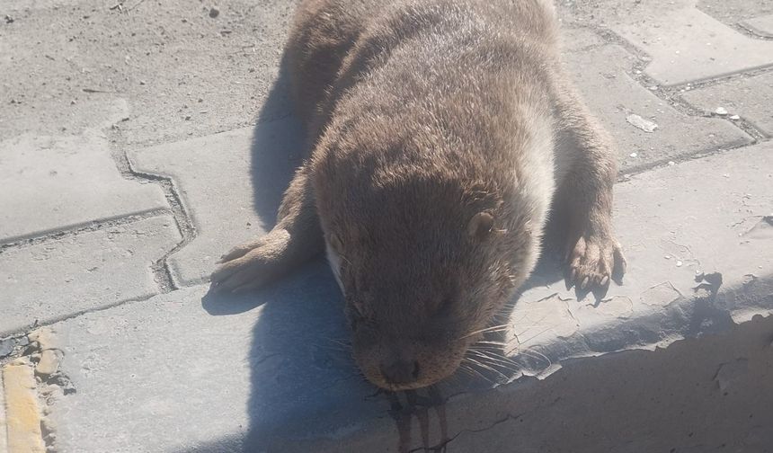 Aracın çarptığı su samuru telef oldu