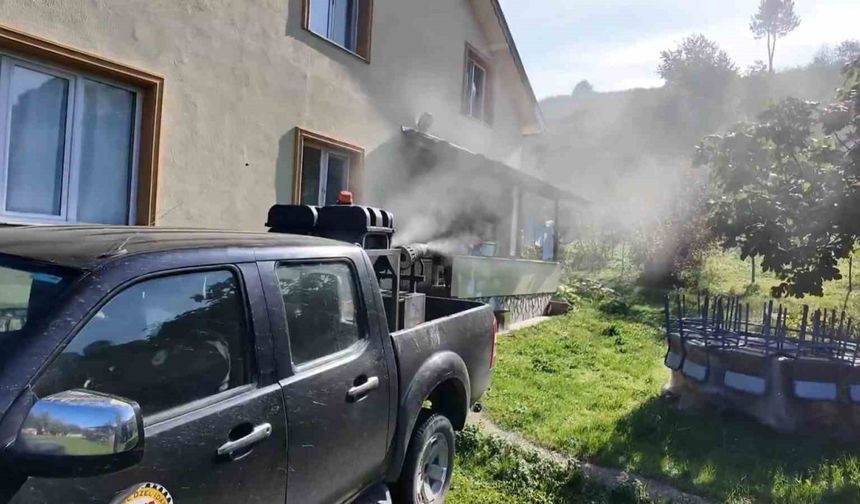Kahverengi kokarca ile mücadele sürüyor