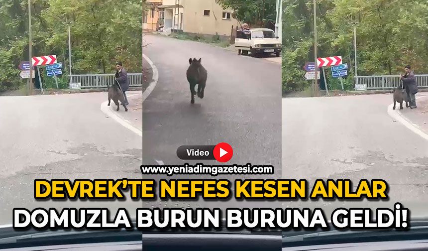 Devrek’te nefes kesen anlar: Domuzla burun buruna geldi!