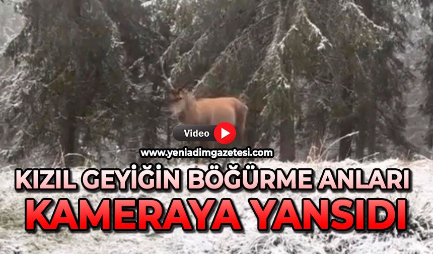 Kızıl Geyiğin böğürme anları kameraya yansıdı