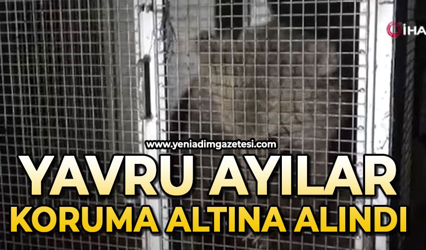 Maskot haline gelen yavru ayılar, koruma altına alındı