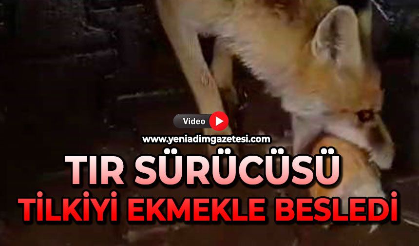 Tır sürücüsü tilkiyi ekmekle besledi