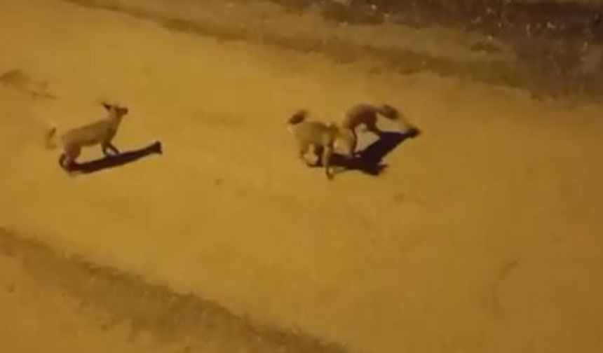 Tilkilerin sokaktaki oyunları kameralara yansıdı