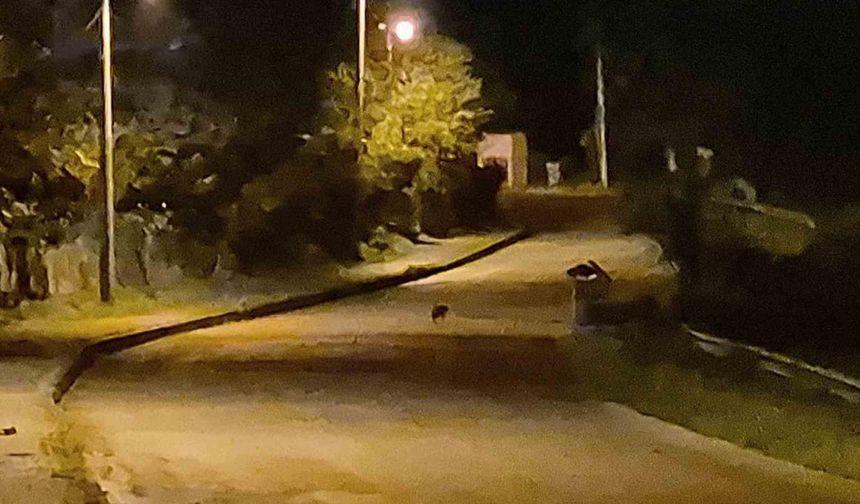 Aç kalan çakal yavruları şehir merkezinde görüntülendi