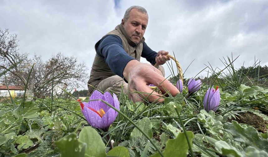 Soğuk ve yağışlı hava ‘dünyanın en pahalı baharatı’nda hasat süresini uzattı