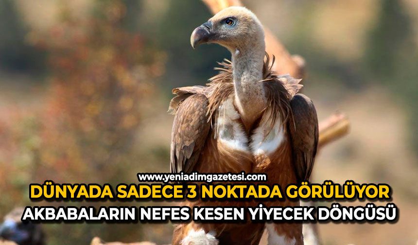 Dünyada sadece 3 noktada görülüyor: Akbabaların nefes kesen yiyecek döngüsü