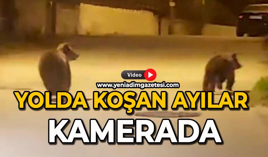 Yolda koşan ayılar kamerada