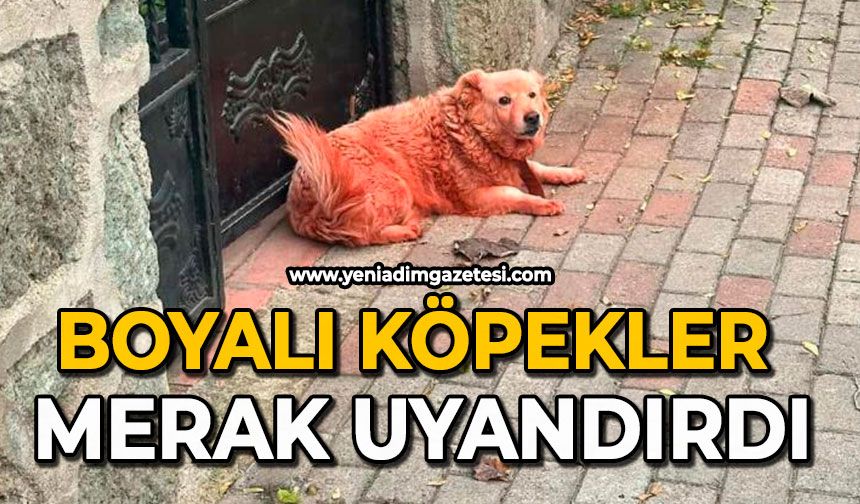 Boyalı köpekler merak uyandırdı
