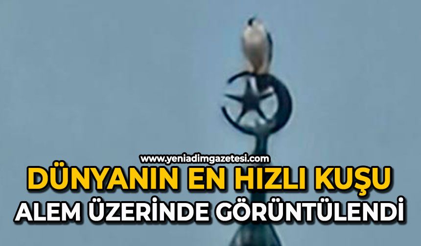 Dünyanın en hızlı kuşu alem üzerinde görüntülendi