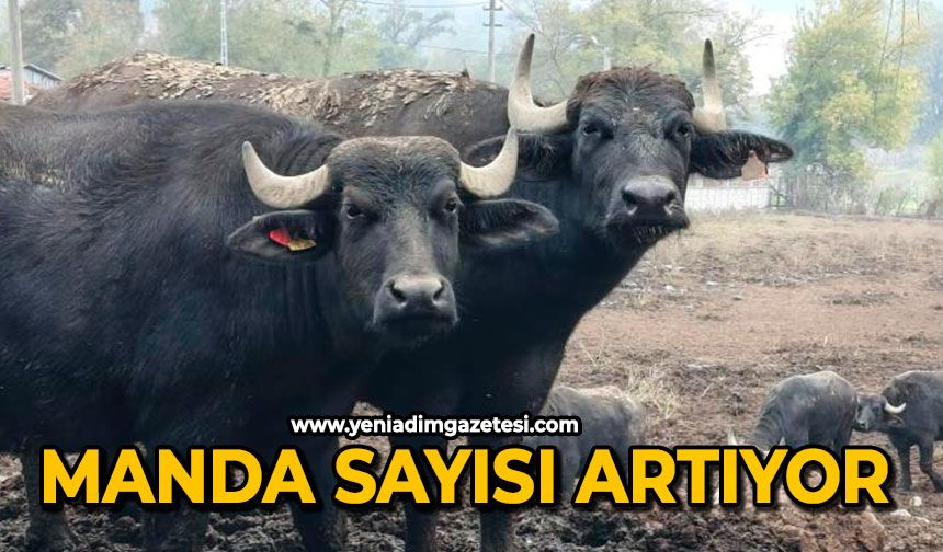 Manda sayısı artıyor
