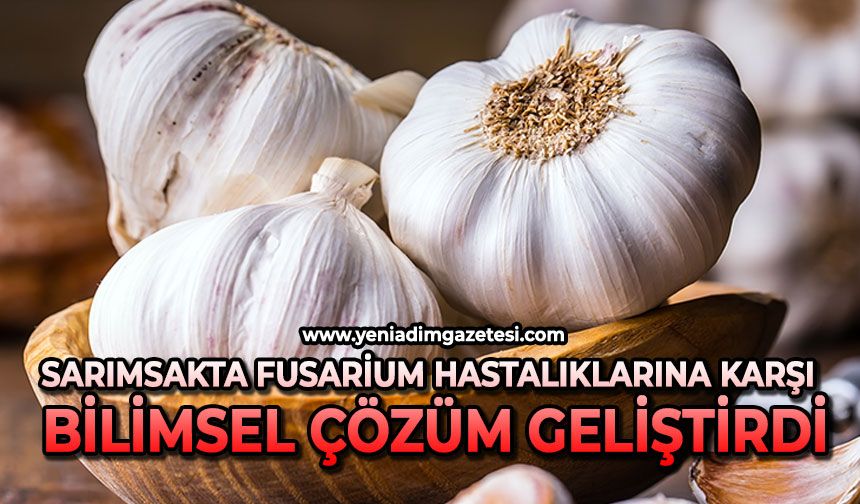 Sarımsakta Fusarium hastalıklarına karşı bilimsel çözüm geliştirdi