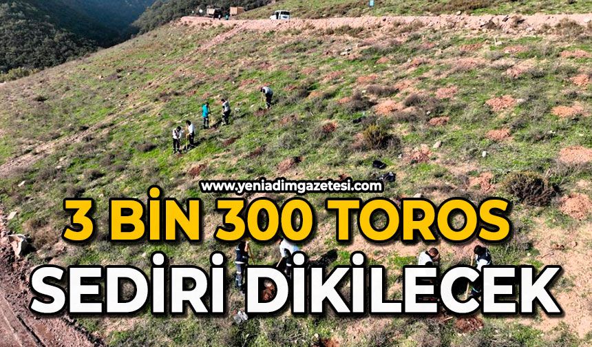3 bin 300 Toros sediri dikilecek